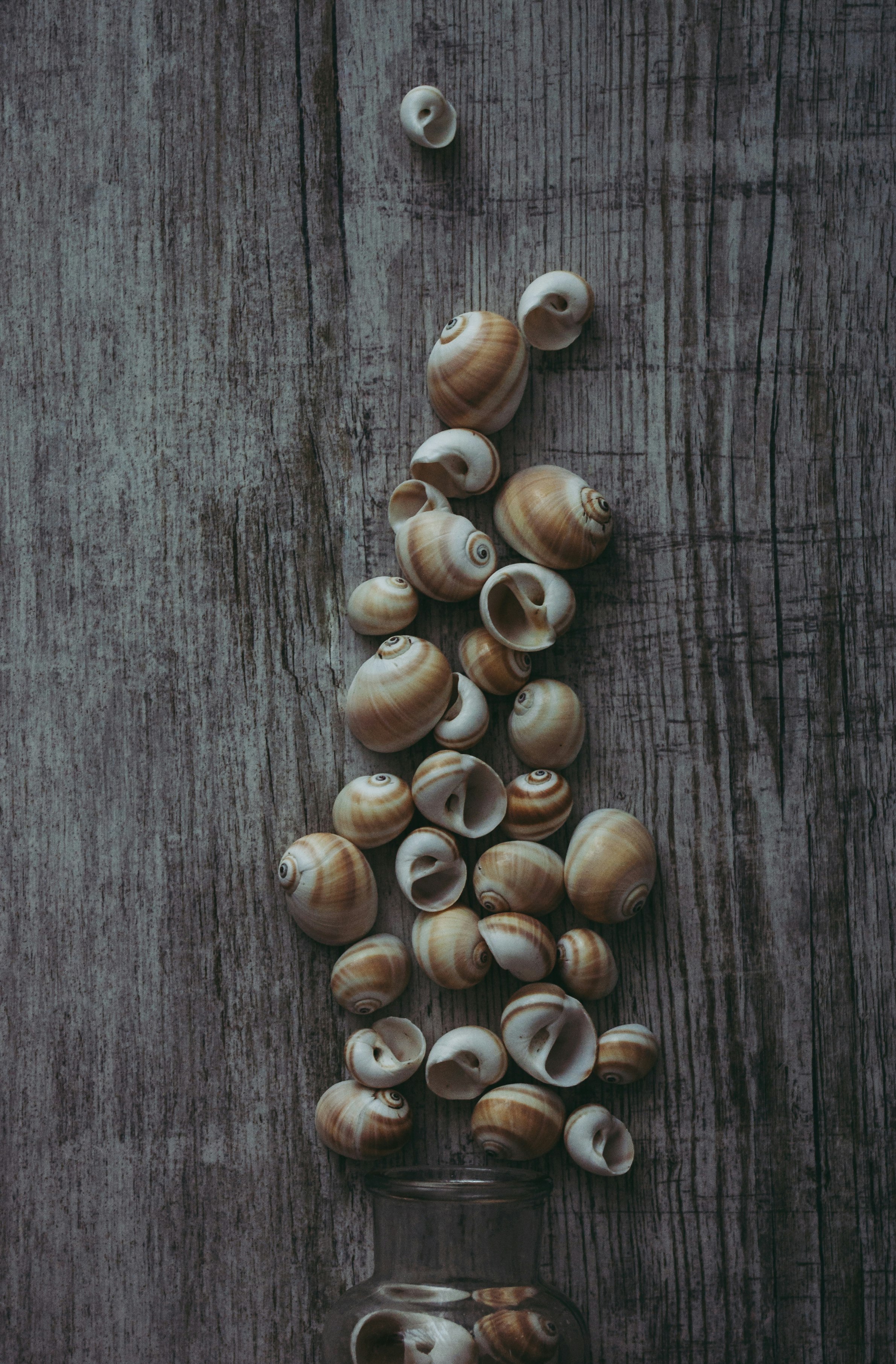 brown and white nuts on gray wooden surface